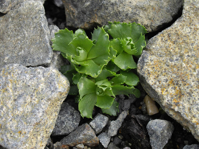 Primula minima in bloom in an alpine meadow of the Eastern Alps
